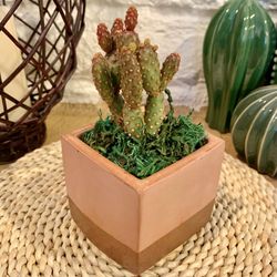 Planter / Pot With Real Mini Cactus 🌵