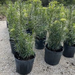 Podocarpus Hedge Plants 