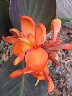 Orange Flower Canna Plants / Coyoles