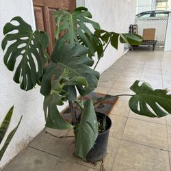 Monstera Plant 