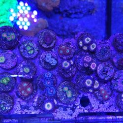 Reef Tank Decorations