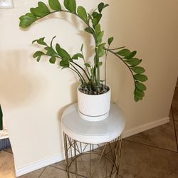 Live ZZ Plant w/ Pot And Stand 