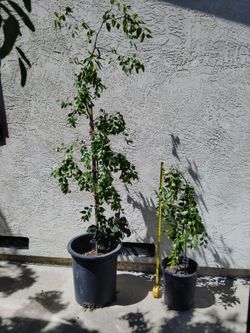 Potted jubilee dates tree with fruits