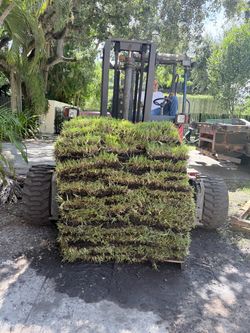 Palmetto sod