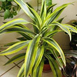 Beautiful Lemon Lime Dracaena👉PLS Only Msg If U Really Interested To Buy 