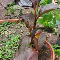 Cannas Plants