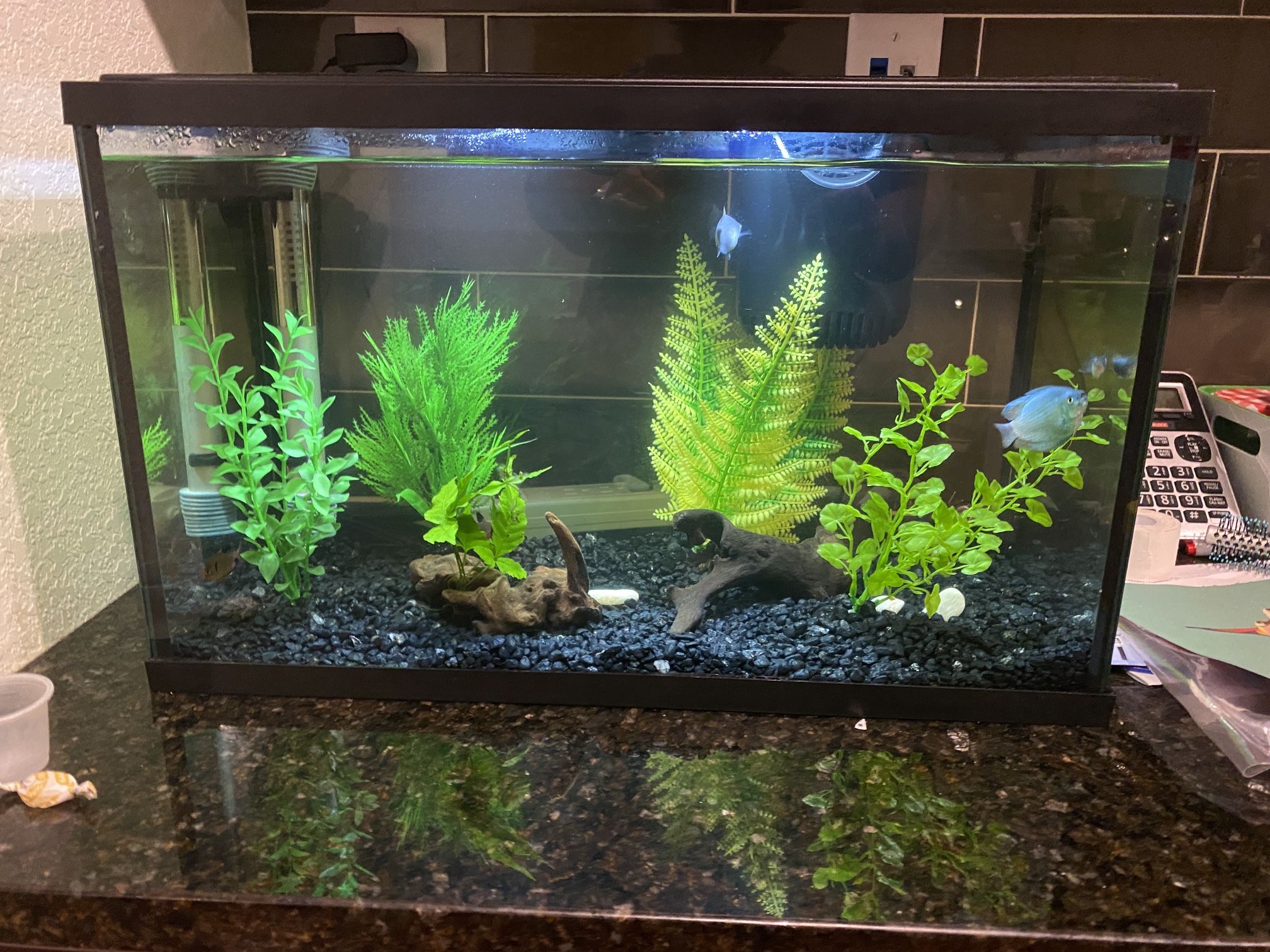 10 Gallon Fish Tank Set With Lid
