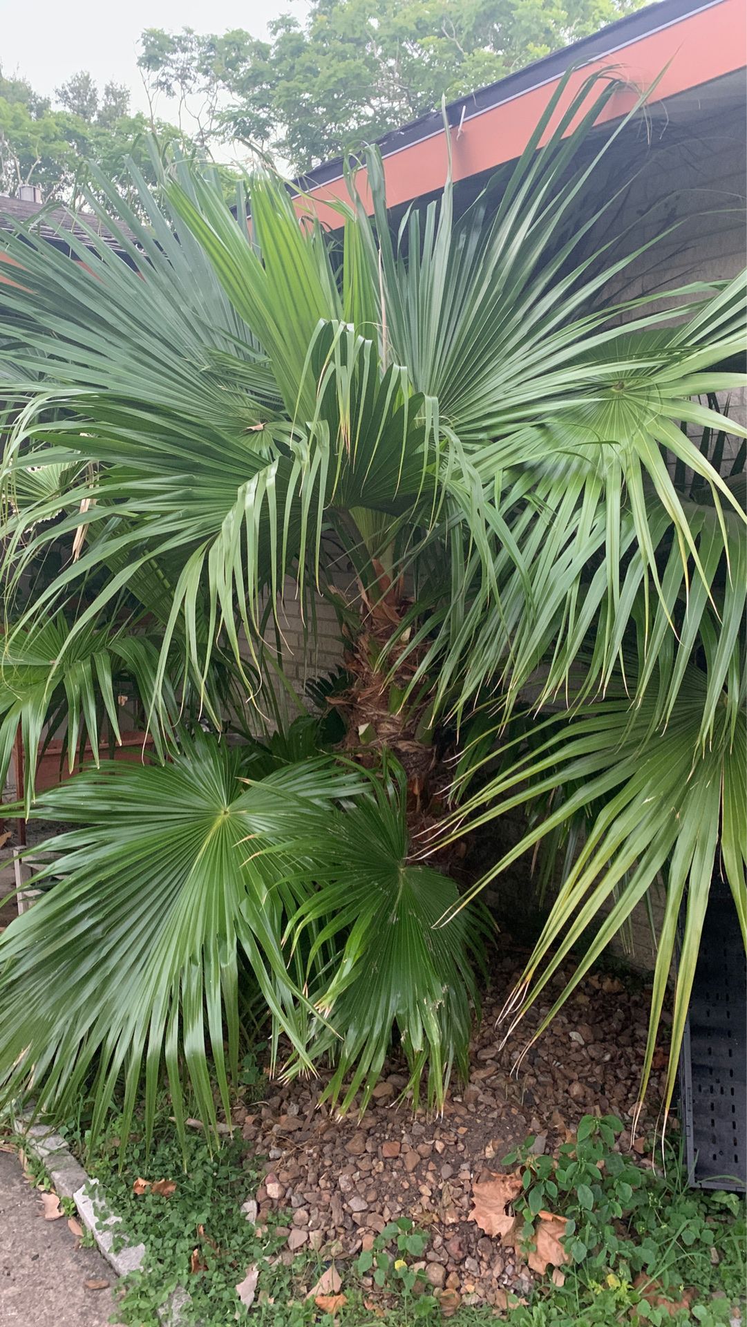 Free palm just come and dig out first come first serve