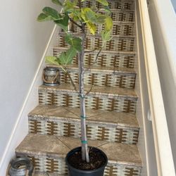 ficus carica desert king tree