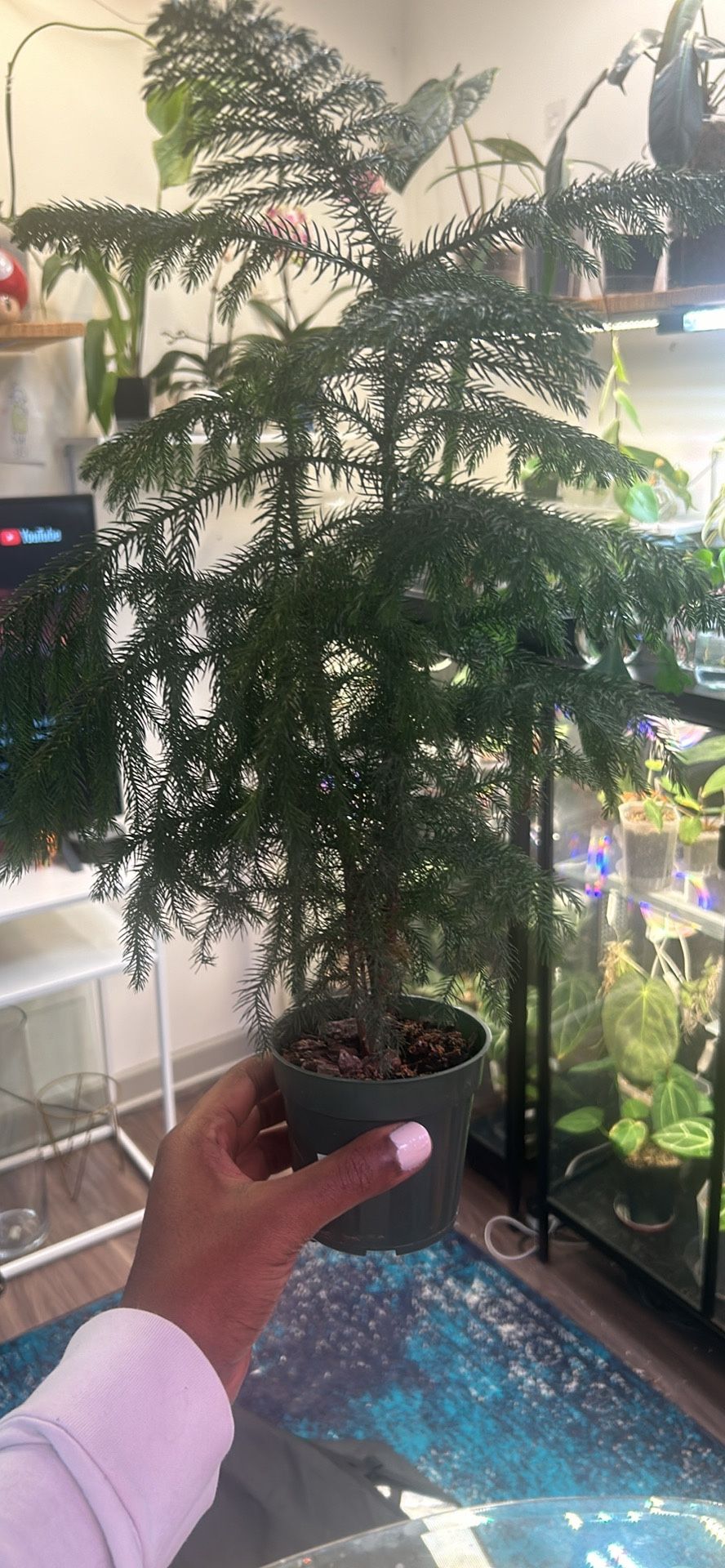 Norfolk Pine Plant