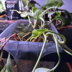 Fish Tank Aquarium Plants 