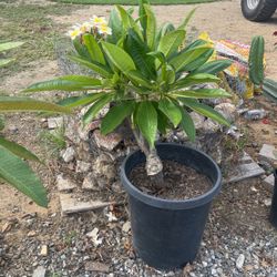 Plumeria Alba