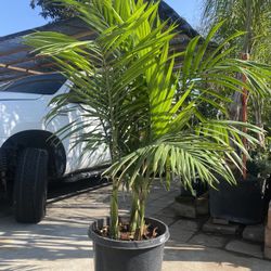 Plant For Sale