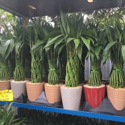 Lucky Bamboo In Ceramic Pot. SPECIAL PRICE !🤩