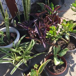 Snake Plant, Spider Plant, Purple Flower, Or Mother Of Thousands 