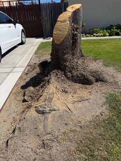 Tree and Palm trees