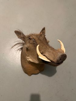 African Warthog Mount