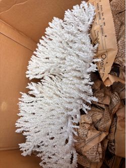 White Coral - Fragile!