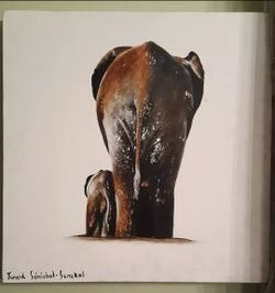 Junaid Senechal-Senekal Elephant Portrait