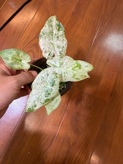 Alocasia odora