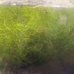 Guppy Grass 