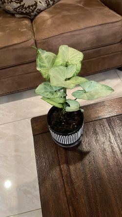 Syngonium podophyllum Live Plant 🪴 