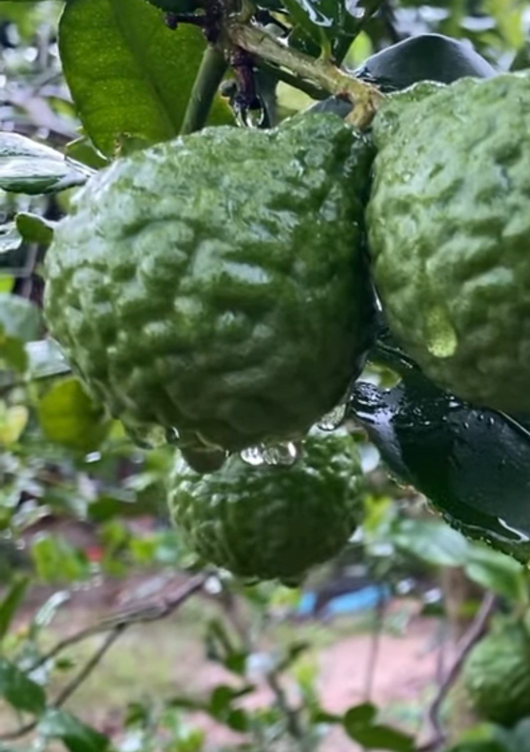 Lime Fruit 