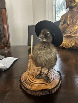 Taxidermy Witch Duckling