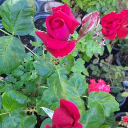 Pink Red and White Roses