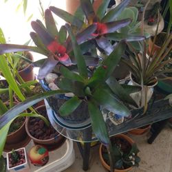 4 Noeregelia Brumilia's Glazed pot 