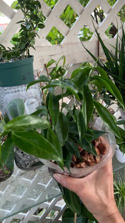 Hoya Rubida