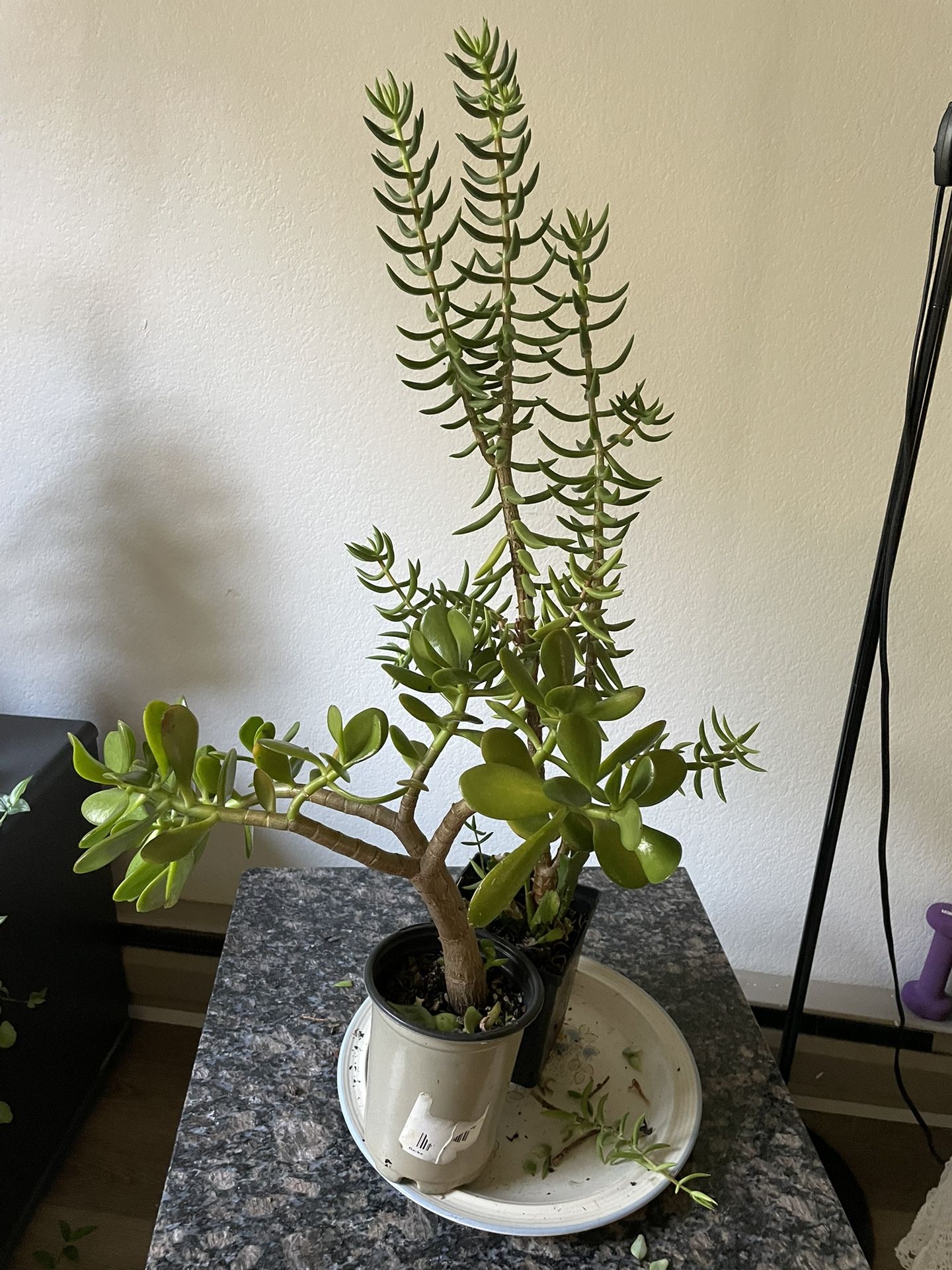 Two potted Plants with jade plant and miniature pine tree plant and red orchid cactus plant