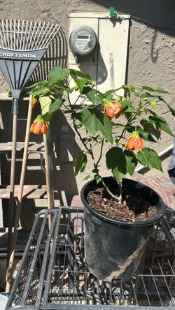 Orange abutilon plant