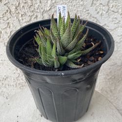 1 Gallon Pot Succulent Plant - Aristaloe Aristata - Lace Aloe - Rooted & Established Plant - Drought Resistant - 🪴