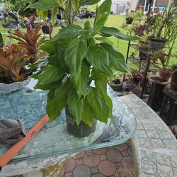 Philodendron Hastatun $4.00