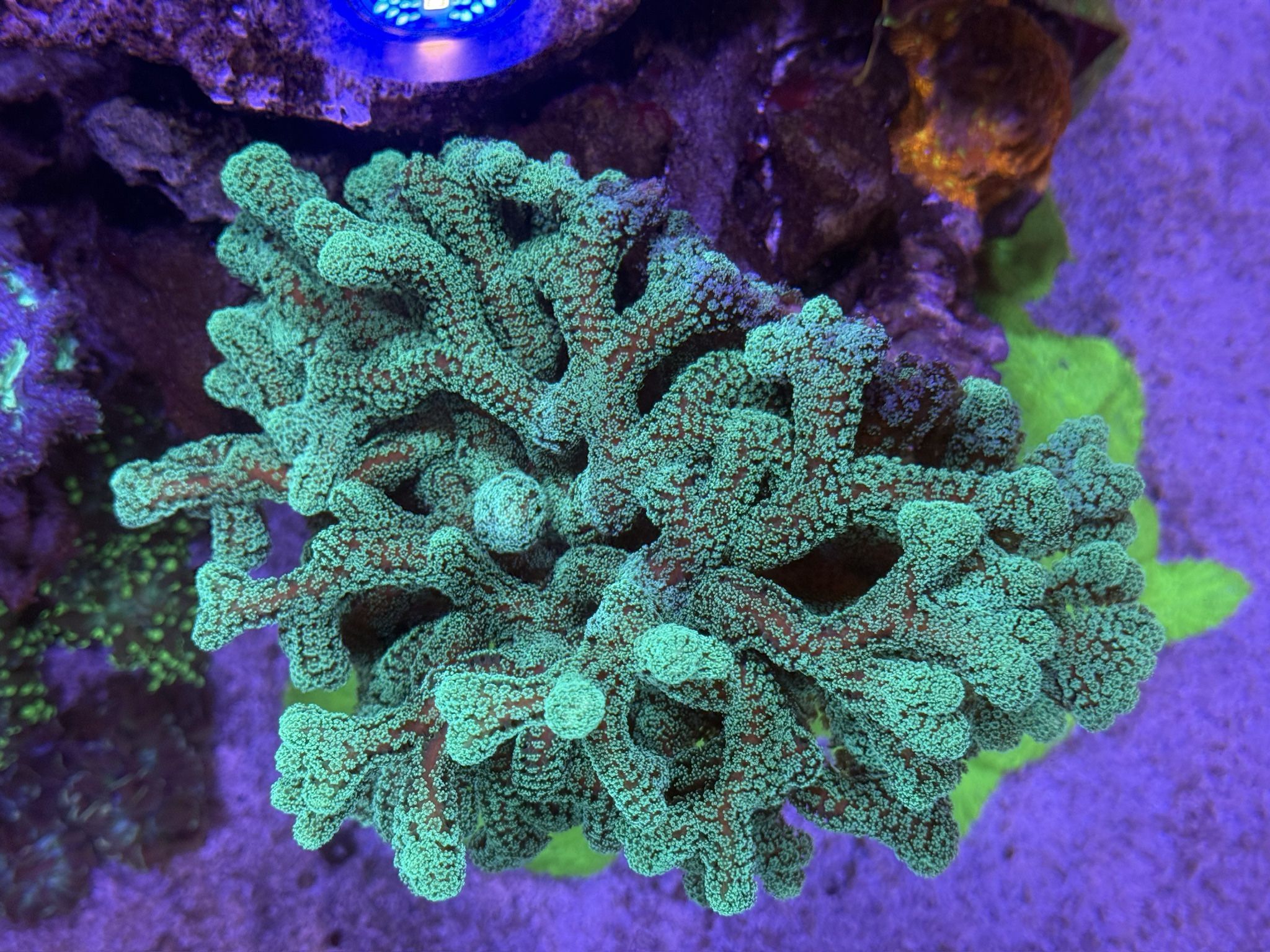 Fake Green Birds Nest Coral