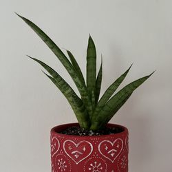 Sansevieria