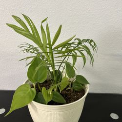 Palm Tree And Heart Leaves In One Pot ( Indoor Plant) 