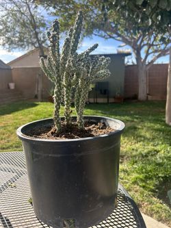 Cholla Cactus!