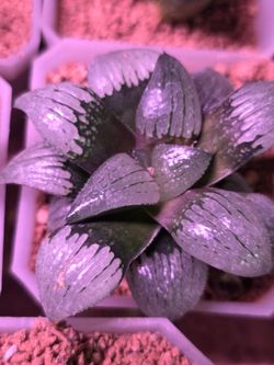 Haworthia rare