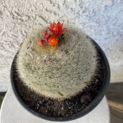 1 Gallon Pot Cactus Plant- Parodia Haselbergii  - Scarlet Ball Cactus - Live Cacti - Rooted and Stablished - Drought Resistant - Beautiful Flowers 🌺 