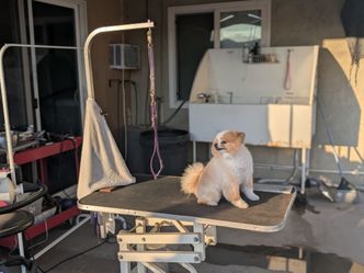 Grooming Table