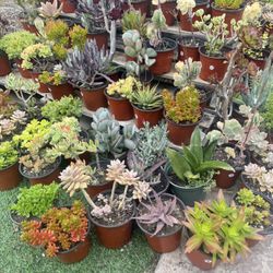 Variety Of Succulents Plants