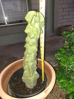 Totum Pole Cactus