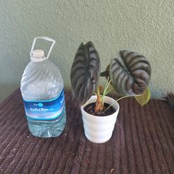 Alocasia cuprea, commonly known as the Mirror Plant or Alocasia 'Red Secret