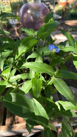 Blue flower tradescantia plant