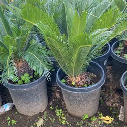 Sago Palm Tree