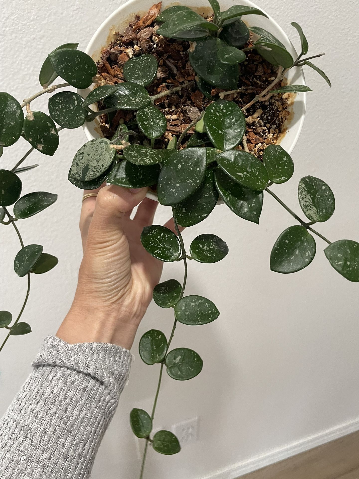 Hoya Mathilde Plant
