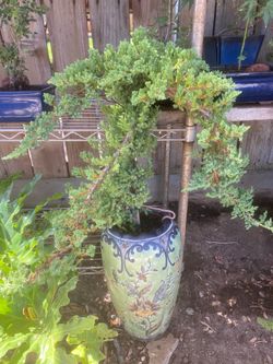 Bonsai Japanese garden Juniper style $165Bonsai Japanese garden Juniper