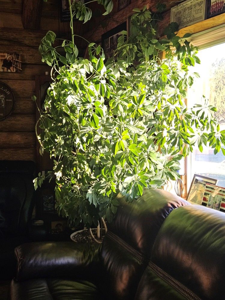 Umbrella Tree